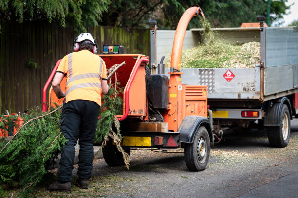 Best Tree Removal  in Plantsville, CT